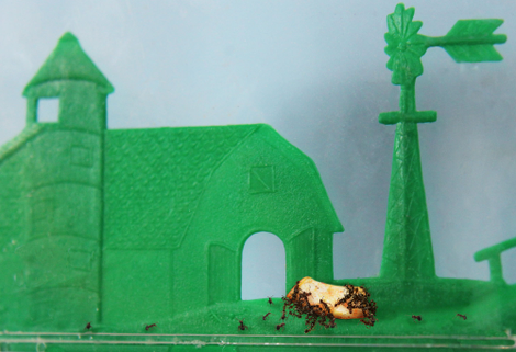 Colony members never know if their god will
reward them with his generosity or punish them with his furious wrath.